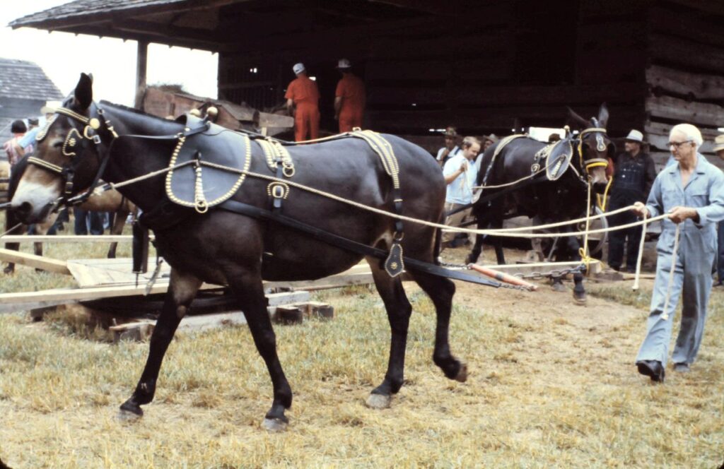 Our History Denton Farmpark